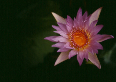 Nymphaea capensis Thunberg