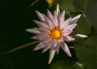 Nymphaea capensis Thunberg