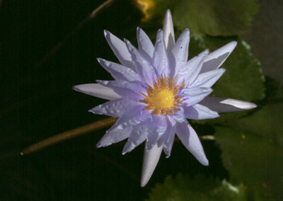 Nymphaea capensis Thunberg