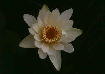 Nymphaea capensis var. alba Landon