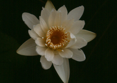 Nymphaea capensis var. alba Landon