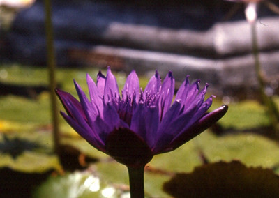 Nymphaea capensis var. zanzibariensis Caspary