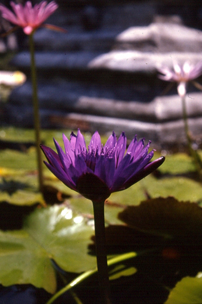 Nymphaea capensis var. zanzibariensis Caspary