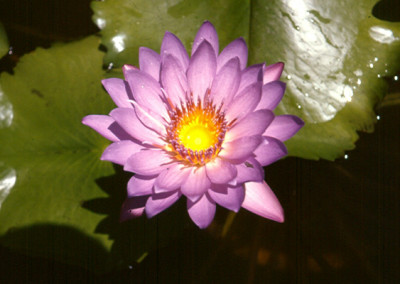 Nymphaea capensis var. zanzibariensis Caspary