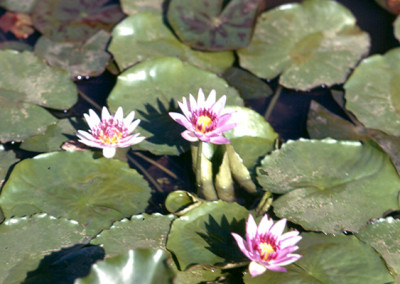 Nymphaea colorata Peter