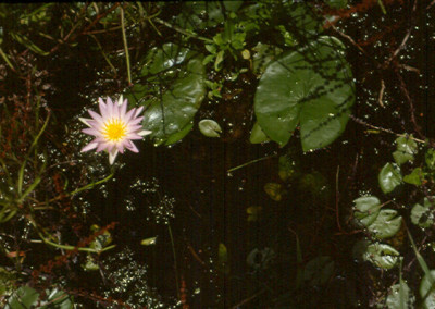 Nymphaea elegans Hooker