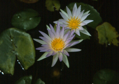 Nymphaea elegans Hooker