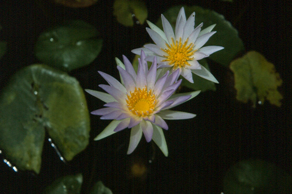 Nymphaea elegans Hooker