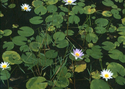 Nymphaea elegans Hooker