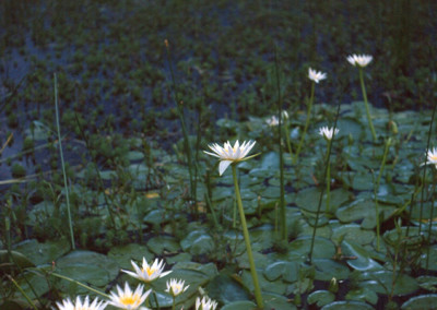 Nymphaea flavovirens Lehmann [N. gracillis Zuccarini]