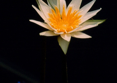 Nymphaea flavovirens Lehmann [N. gracillis Zuccarini]