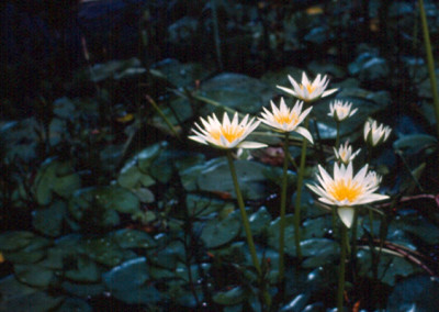 Nymphaea flavovirens Lehmann [N. gracillis Zuccarini]