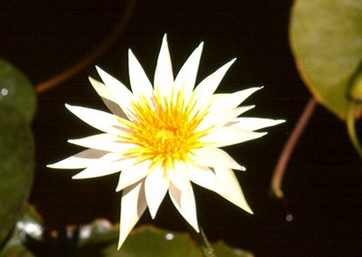 Nymphaea flavovirens Lehmann [N. gracillis Zuccarini]