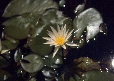 Nymphaea flavovirens Lehmann