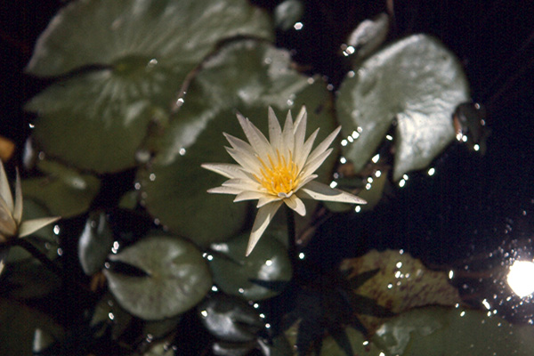 Nymphaea flavovirens Lehmann