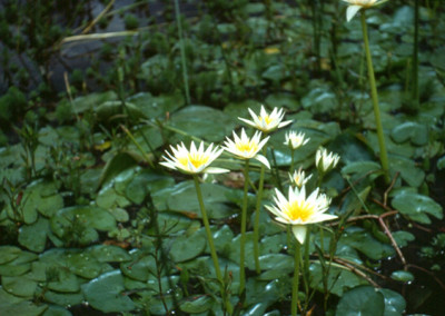 Nymphaea flavovirens Lehmann [N. gracillis Zuccarini]