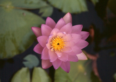 Nymphaea gigantea cv Hudsonii