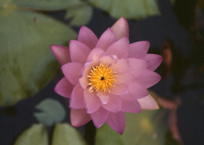 Nymphaea gigantea cv Hudsonii