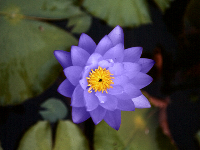 Nymphaea gigantea cv. Hudsonii syn (Hudsoniana)