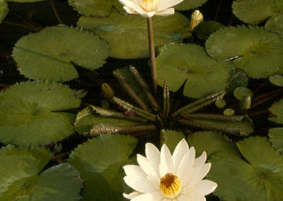 Nymphaea lotus (Linnaeus) Willdenow
