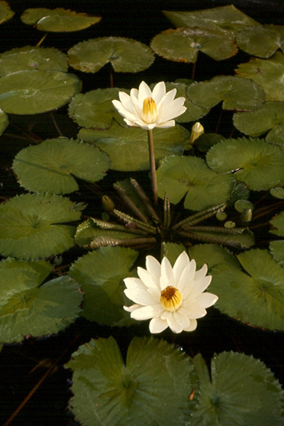 Nymphaea lotus (Linnaeus) Willdenow