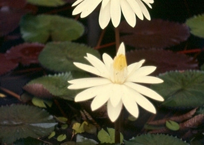 Nymphaea lotus (Linnaeus) Willdenow