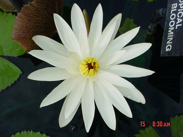 Nymphaea lotus var. dentata (thermalis)