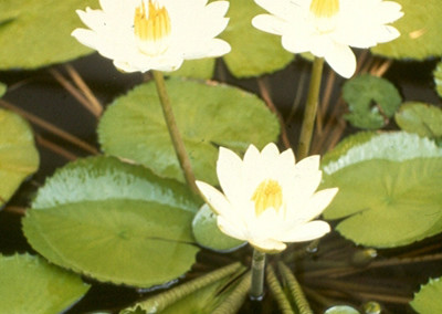 Nymphaea lotus (Linnaeus) Willdenow