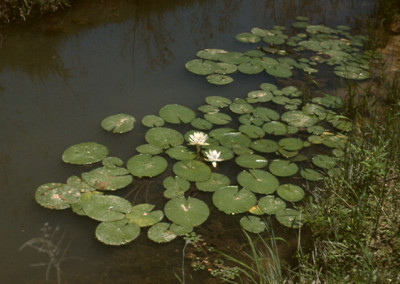 Nymphaea odorata Aiton