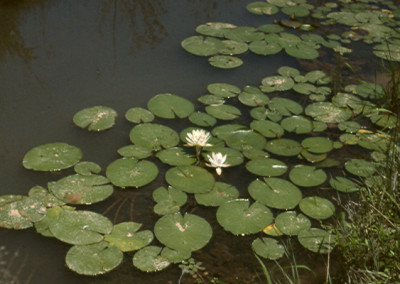 Nymphaea odorata Aiton