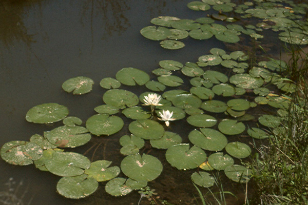 Nymphaea odorata Aiton