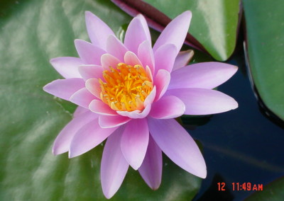 Nymphaea odorata var rosea