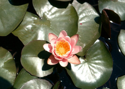 Nymphaea odorata var rosea