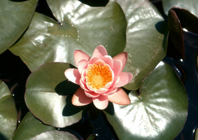 Nymphaea odorata var. rosea Pursh