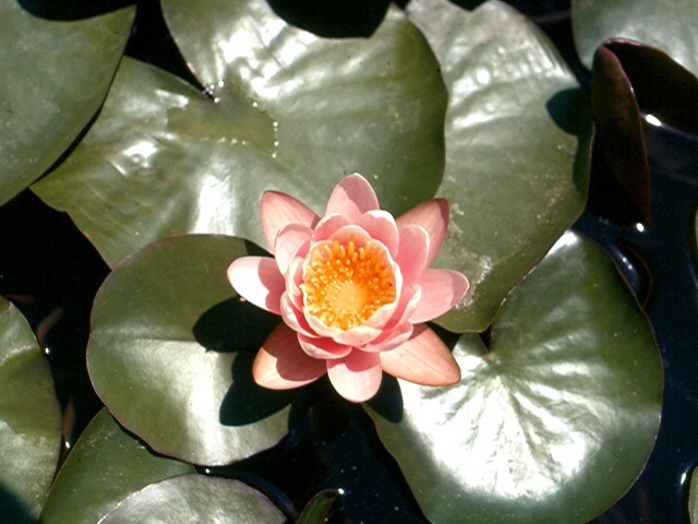 Nymphaea odorata var. rosea Pursh