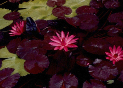 Nymphaea rubra Roxburgh