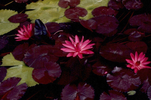 Nymphaea rubra Roxburgh