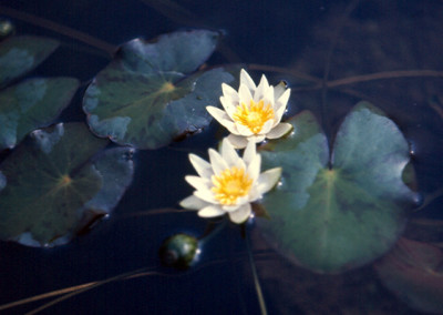 Nymphaea tetragona Georgi