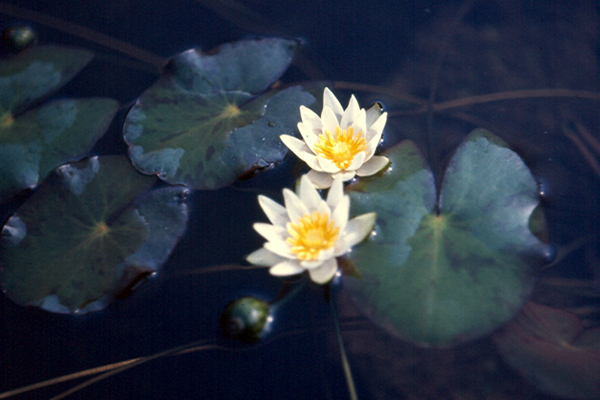 Nymphaea tetragona Georgi