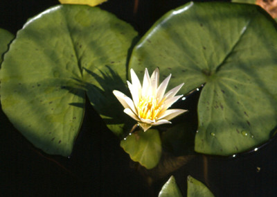 Nymphaea togoensis Landon