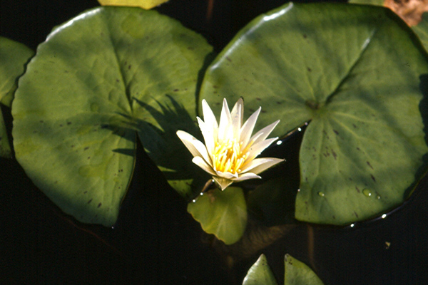 Nymphaea togoensis Landon