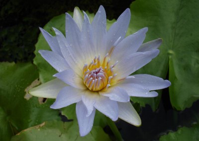 Nymphaea capensis Thunberg