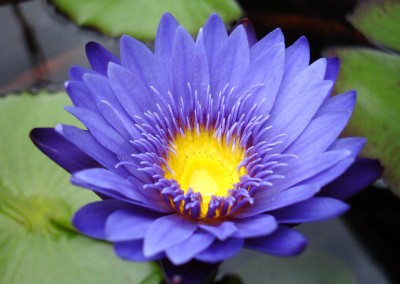 Nymphaea capensis var zanzibariensis forma azurea