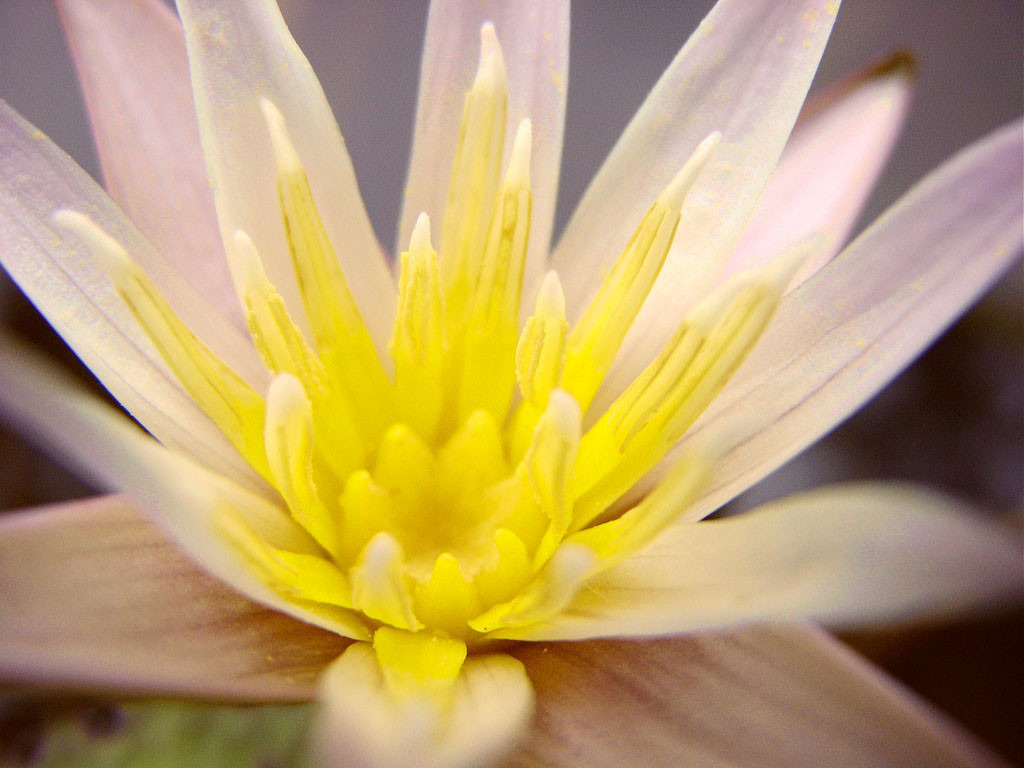 Nymphaea minuta