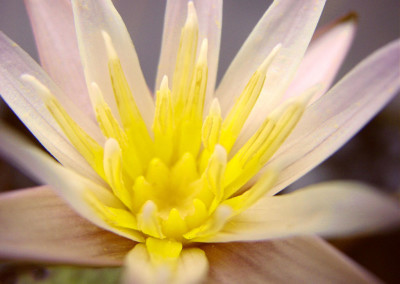 Nymphaea minuta