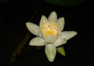 Nymphaea amazonum subsp amazonum Martius & Zuccarini