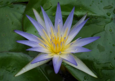 Nymphaea caerulea Savigny