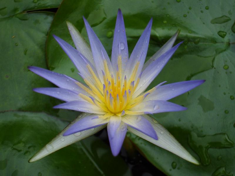 Nymphaea caerulea Savigny