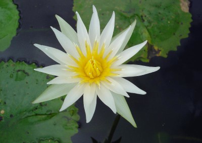 Nymphaea flavovirens Lehmann [N. gracillis Zuccarini]