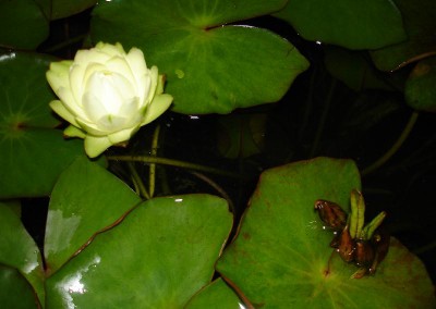 Nymphaea prolifera Wiersema (Hydrocallis)